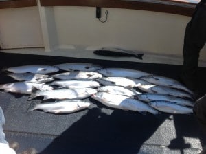 blog fall fishing fall fishing guide kewaunee wi