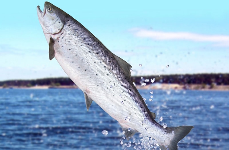 salmon fishing lake michigan